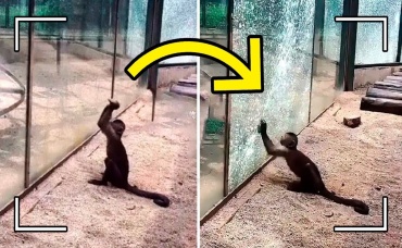 Животные Гении, Которые Заставят вас Удивиться!