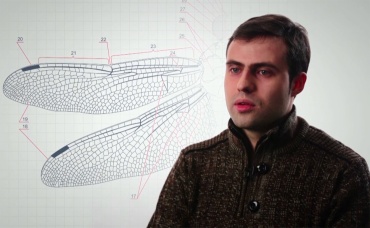 Насекомые