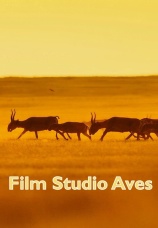 Постер к сериалу Film Studio Aves 2023