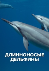 Постер к фильму Длинноносые дельфины 2016