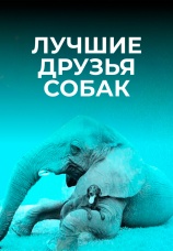 Постер к сериалу Лучшие друзья собак 2014