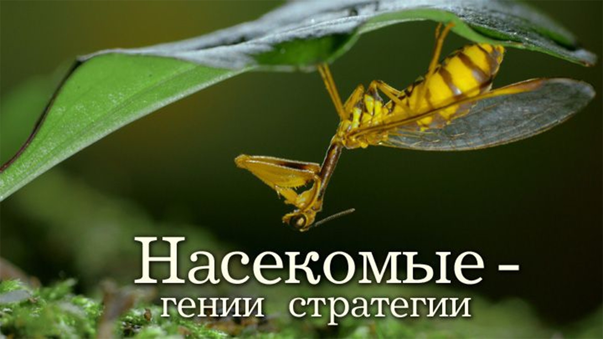 Насекомые - гении стратегии. 2-я серия - "Игра в прятки"