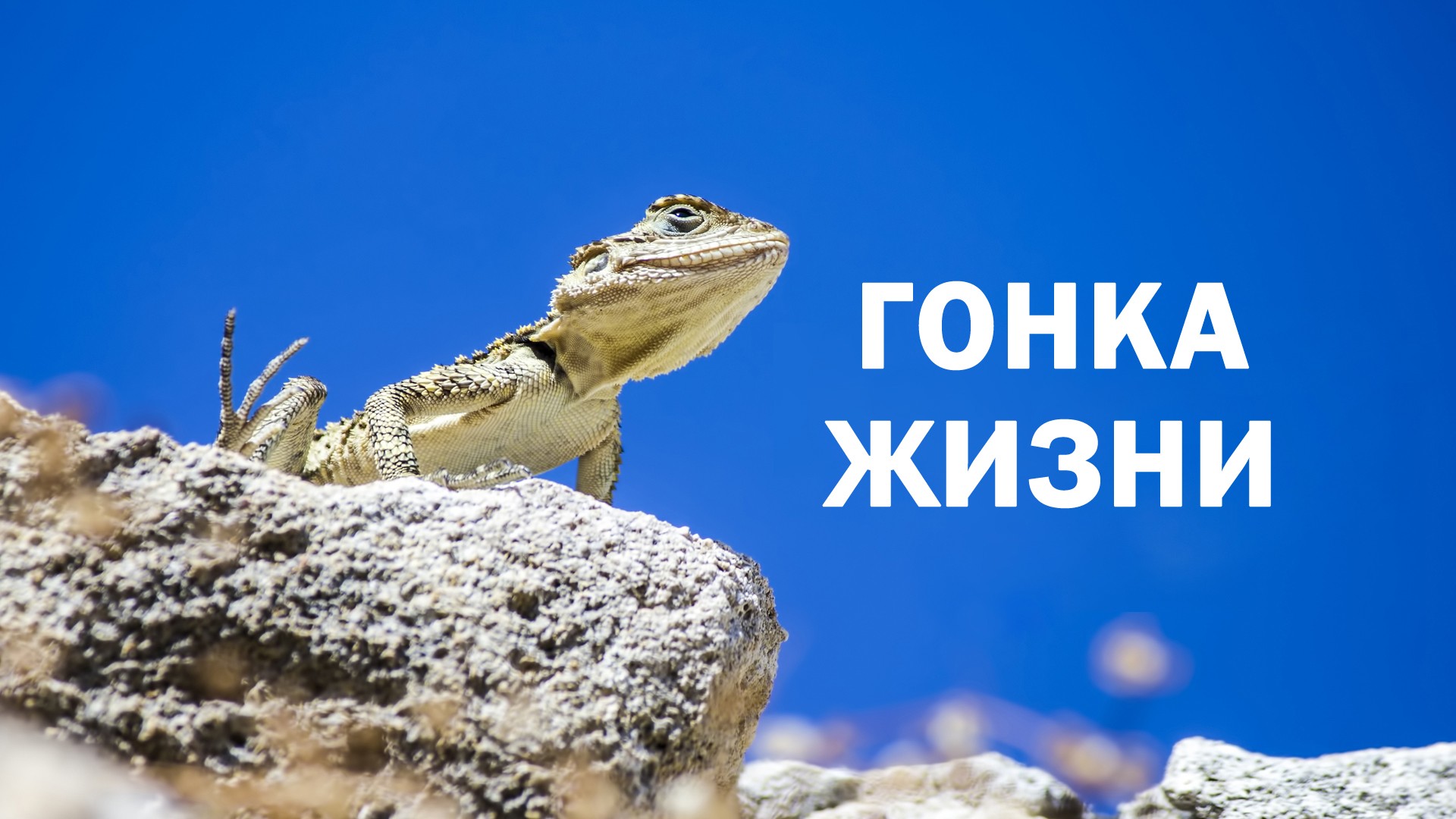 Гонка жизни. 1-й сезон. 3-я серия - "Великая гонка жизни в пустыне"